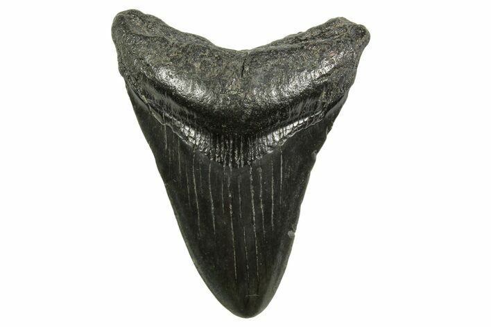 Juvenile Megalodon Tooth - South Carolina #375972